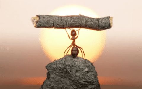 社会慕强法则下，变强大是唯一的救赎