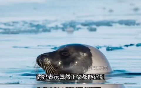 不癫，能是00后的“动物世界”？