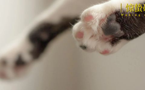 我花8000元，买到一只后院猫