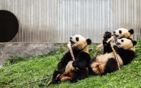 涉及大熊猫的谣言满天飞，谁是真爱谁在伤害