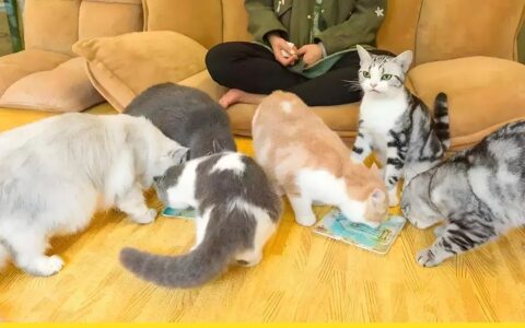 养己式养宠，年轻人情绪价值新代餐