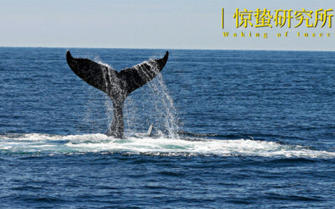 大厂AI乱斗，决战Deepseek之巅