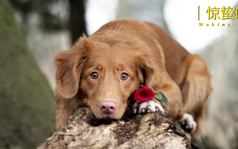 被催婚的年轻人，开始给宠物「包办爱情」