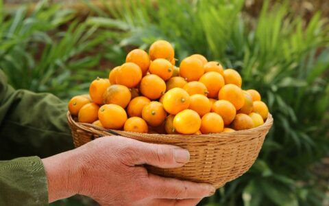 拼多多“减速换挡”，“千亿扶持”功夫不在一朝一夕