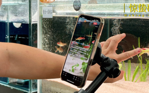 小小观赏鱼，游出400亿大市场