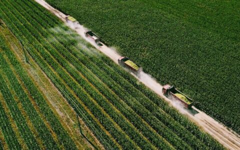 提前6年布局黑土地，认养一头牛选择先慢下来