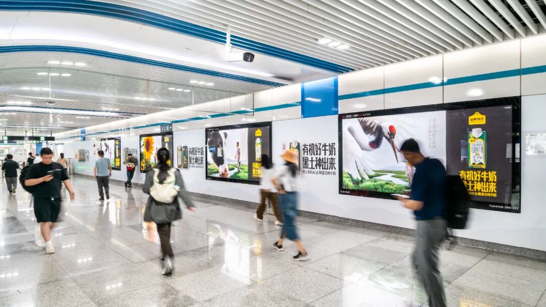 提前6年布局黑土地，认养一头牛选择先慢下来
