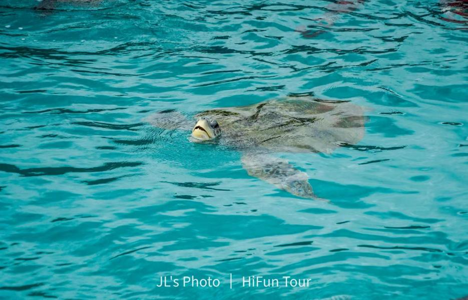 在马来西亚小众海岛上躺平，我们挖到宝了