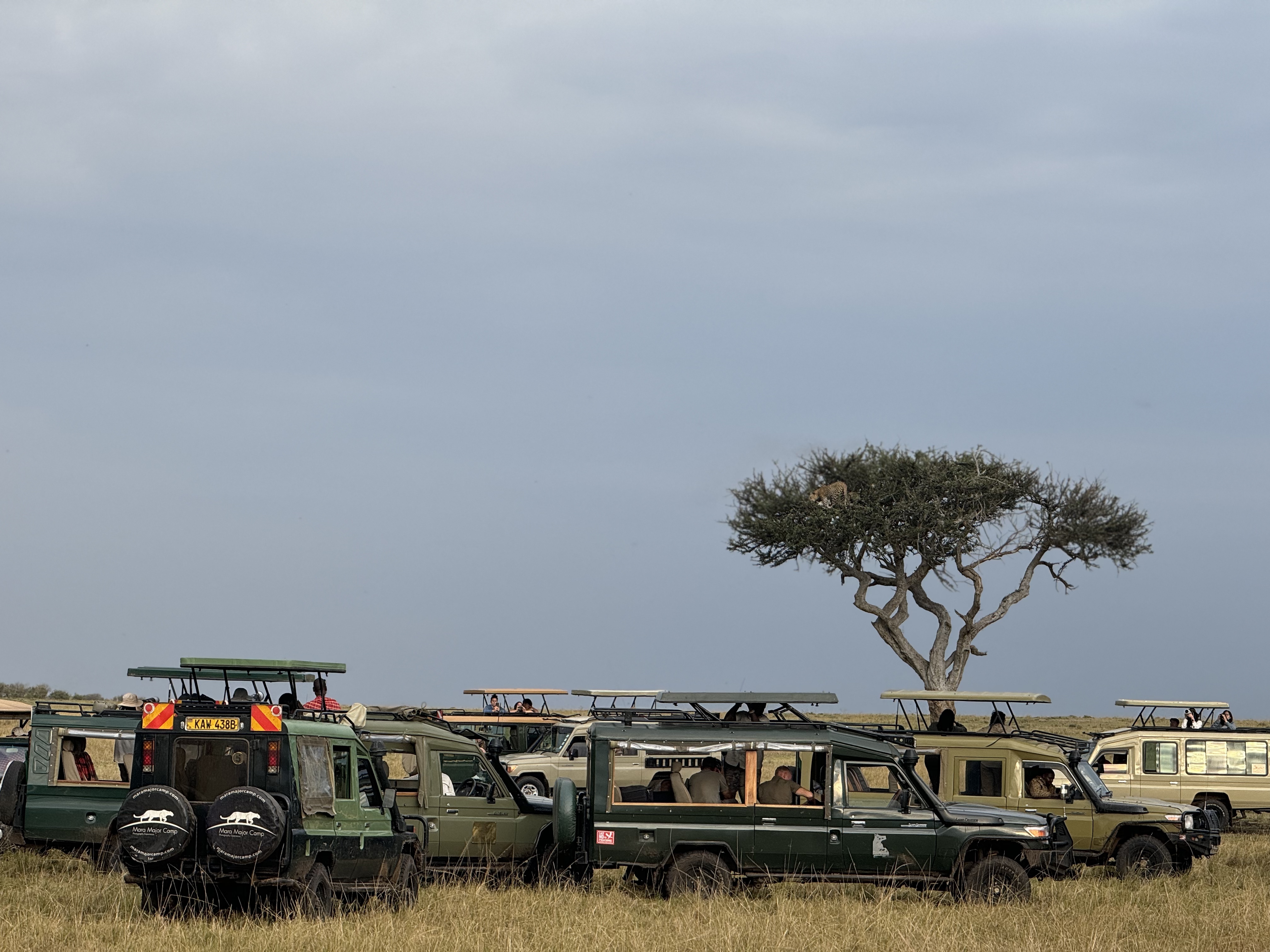 东非草原大堵车，真是中国游客扎堆“挤”出来的？