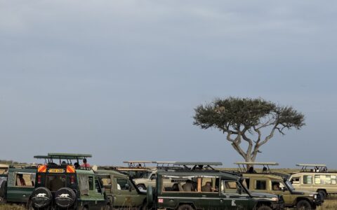 东非草原大堵车，真是中国游客扎堆“挤”出来的？