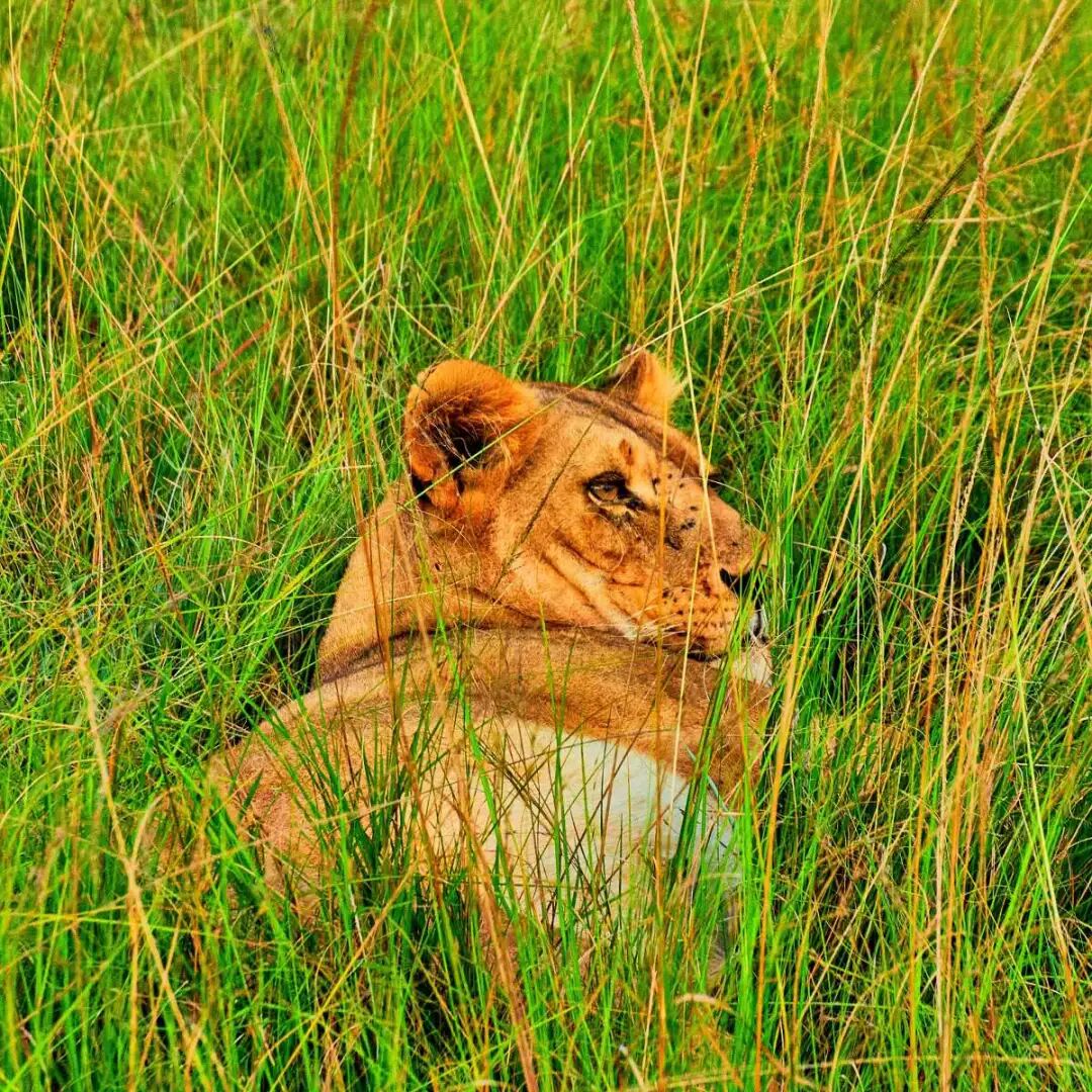 东非草原大堵车，真是中国游客扎堆“挤”出来的？