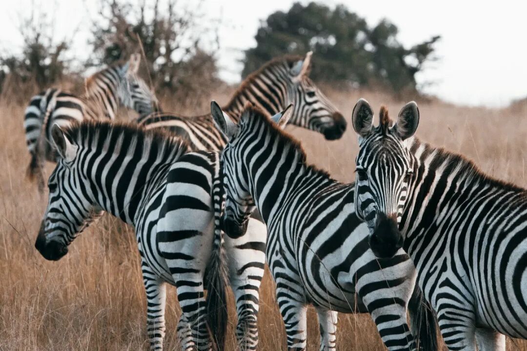 东非草原大堵车，真是中国游客扎堆“挤”出来的？