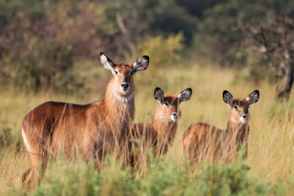 东非草原大堵车，真是中国游客扎堆“挤”出来的？