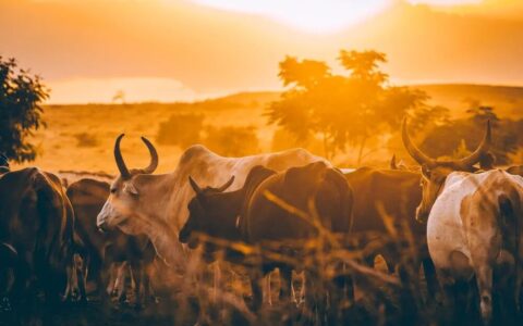 都是第三方归因工具，比较Singular、adjust和appsflyer