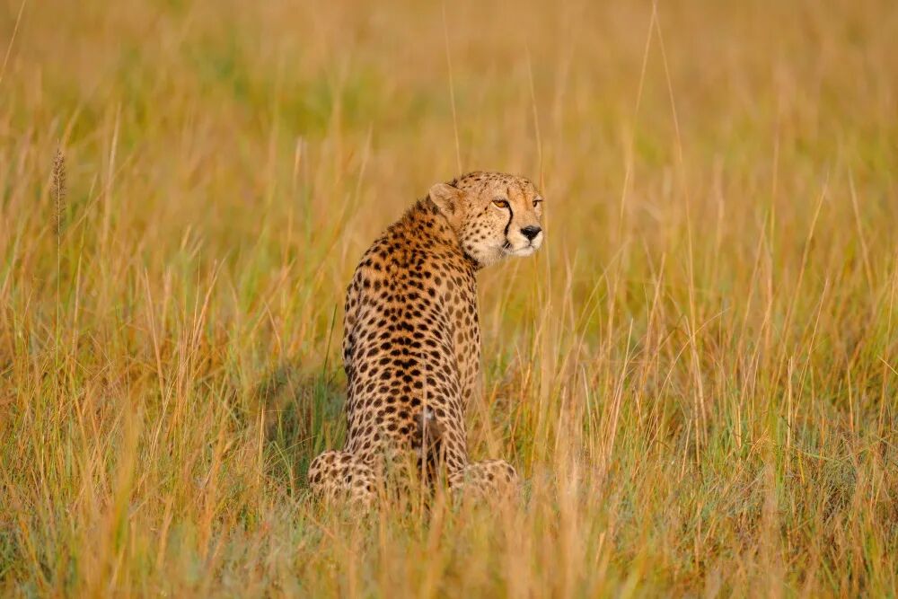 东非草原大堵车，真是中国游客扎堆“挤”出来的？