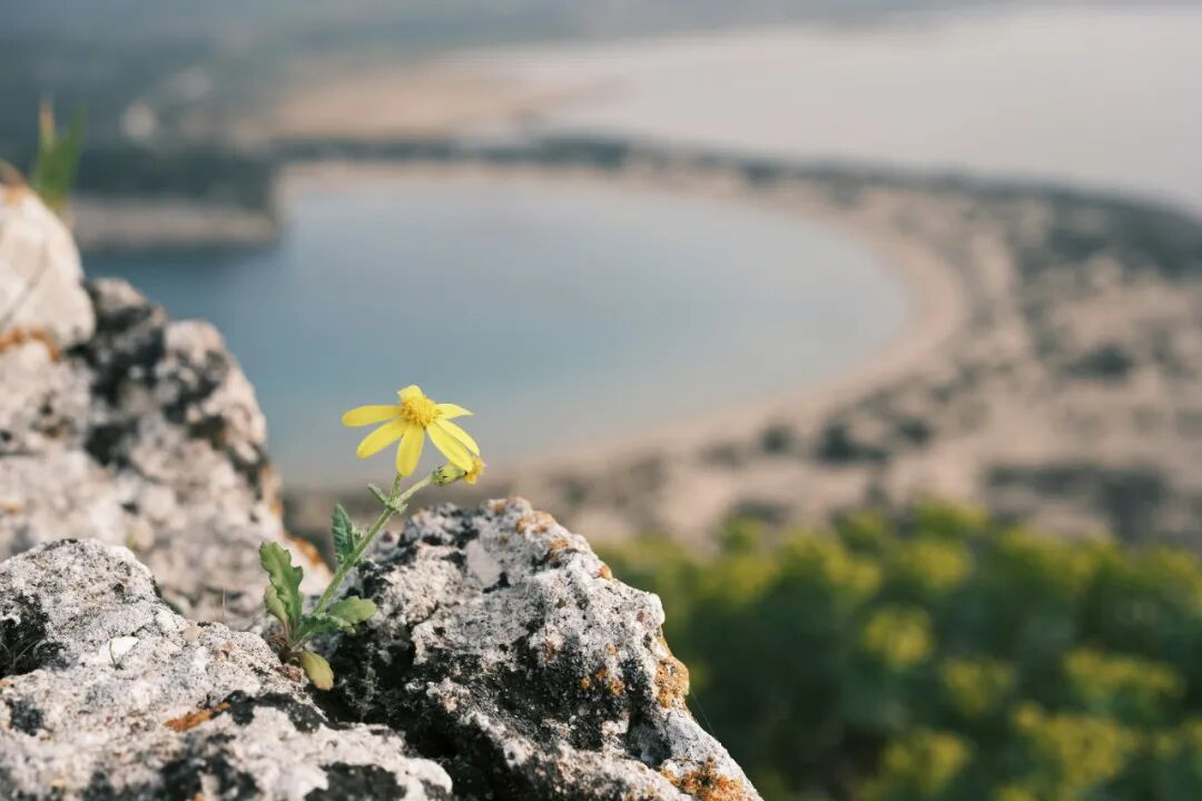谜局中的娃小宗