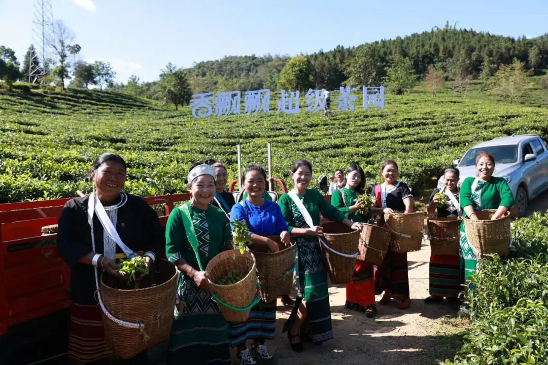 国民品牌打响一场价值复位战：从香飘飘原叶现泡系列看行业“第三条路”