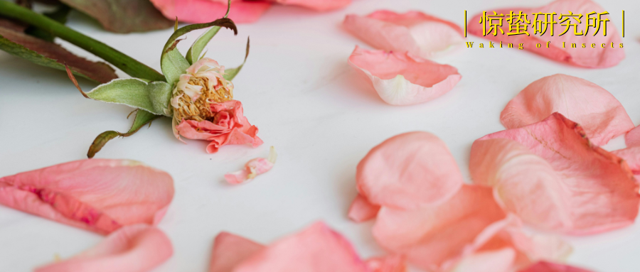 饿了么，“消失”在17岁