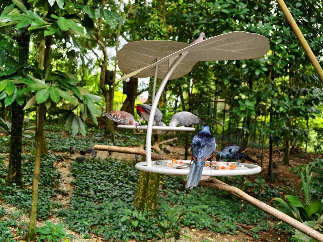 新加坡，重新定义银发旅行天花板