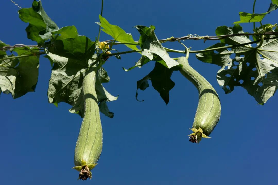 Two loofah gourds hanging from a vine