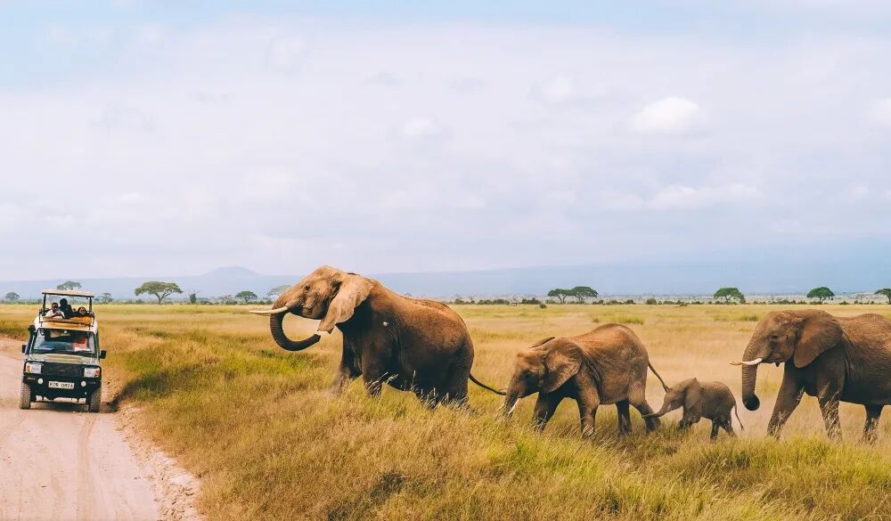 春节9天假直奔肯尼亚?这届游客开始“错峰”看动物