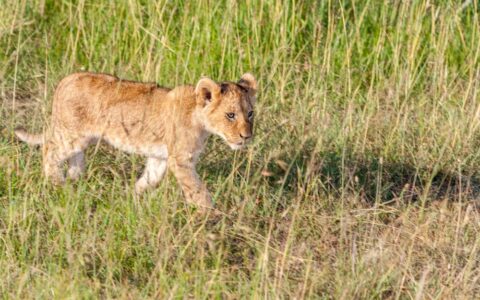 春节9天假直奔肯尼亚?这届游客开始“错峰”看动物