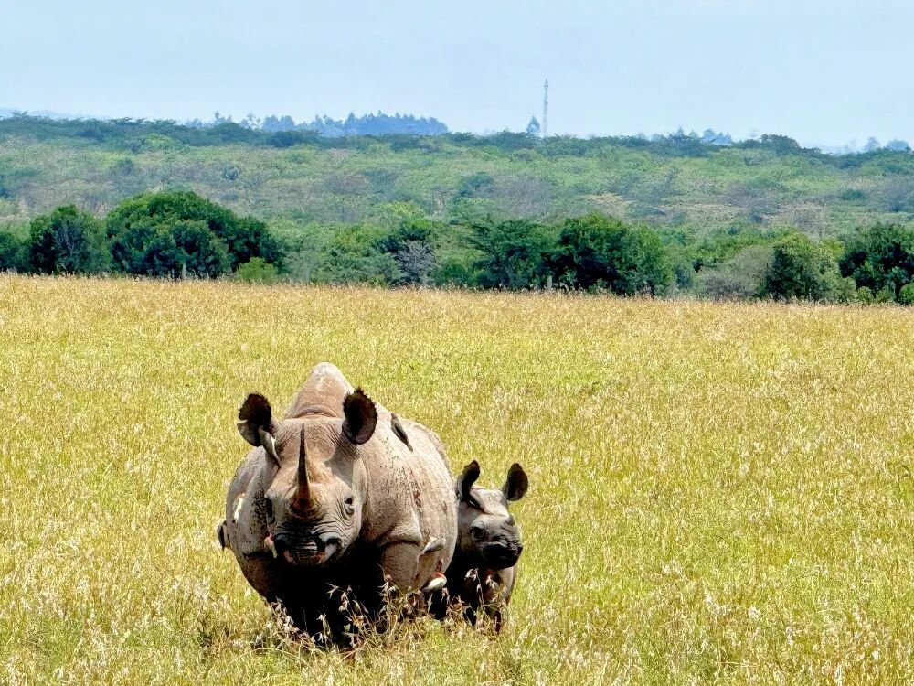 春节9天假直奔肯尼亚?这届游客开始“错峰”看动物