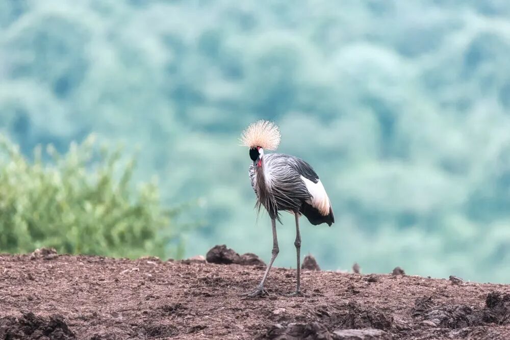 春节9天假直奔肯尼亚?这届游客开始“错峰”看动物