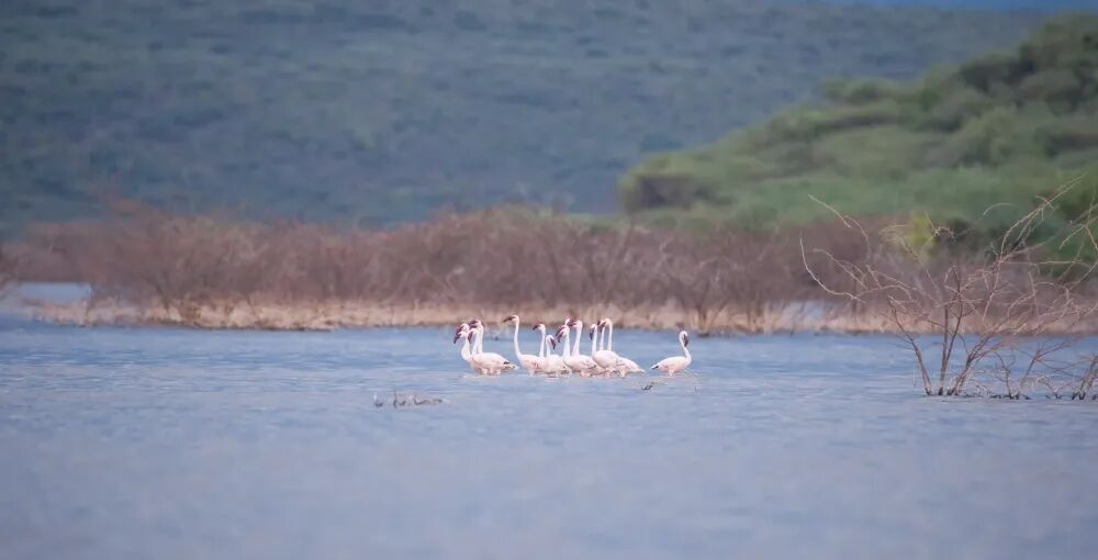 春节9天假直奔肯尼亚?这届游客开始“错峰”看动物