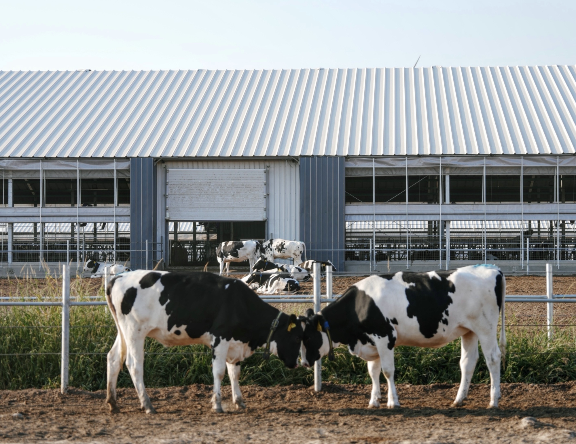 认养一头牛官宣演员赵丽颖成为品牌代言人