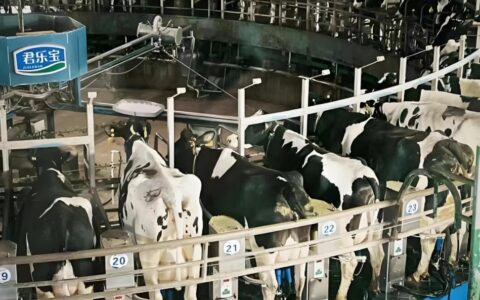 君乐宝杀进港股，乳业“二人转”要变三人行？