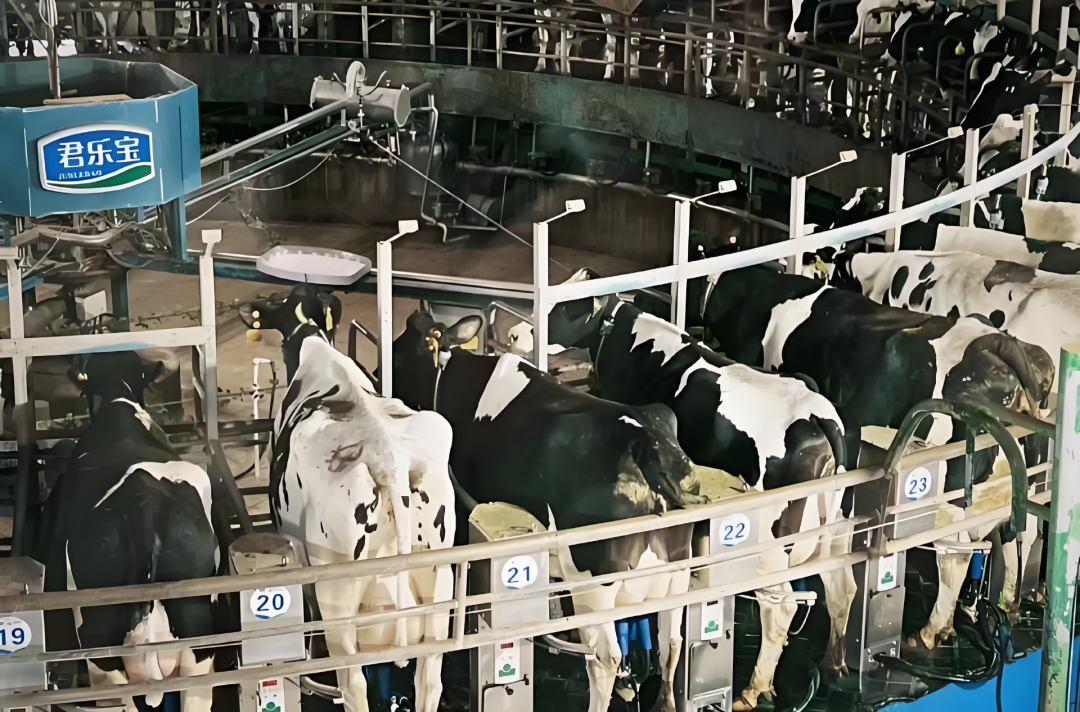 君乐宝杀进港股，乳业“二人转”要变三人行？