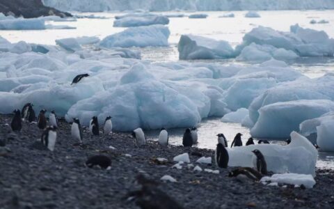 10万南极游行李消失：Atlas邮轮摆烂、企鹅环游隐身