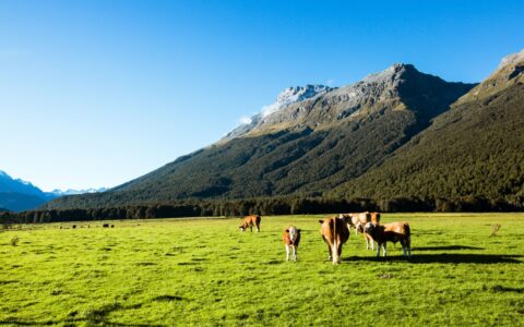 反季旅行热背后：新西兰如何用“银发逻辑”重构中国市场