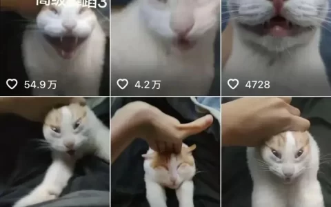 合作网红陷“虐猫”争议，“诚实一口”火速切割能否挽回消费者信任？