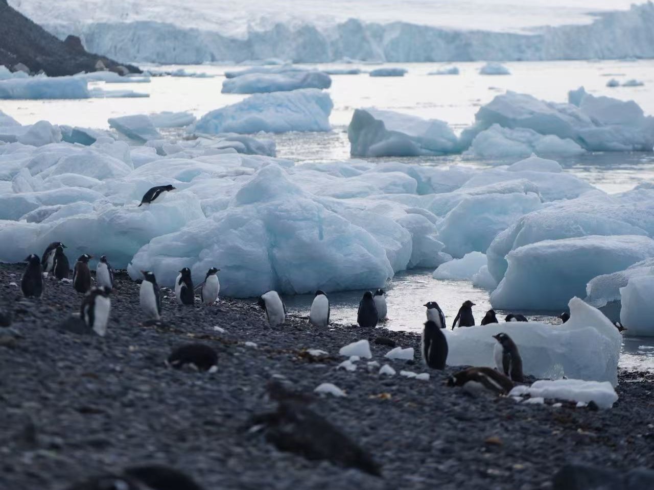 10万南极游行李消失：Atlas邮轮摆烂、企鹅环游隐身