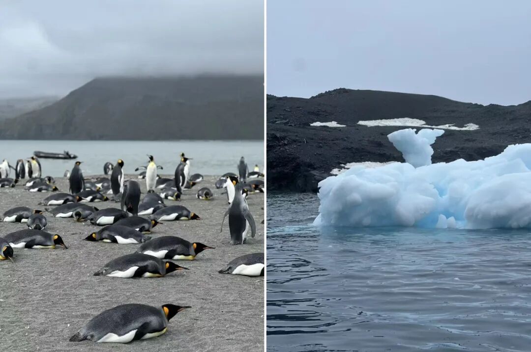 10万南极游行李消失：Atlas邮轮摆烂、企鹅环游隐身