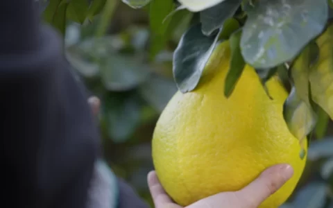 拼多多千亿扶持一周年：产业生态升级，2026继续重仓供应链