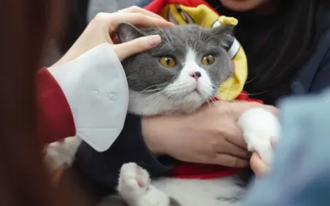 给猫狗把脉，宠物“中式养生”是智商税吗？