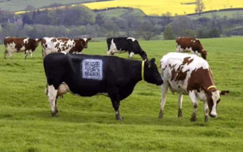 上瘾：CGO用谈恋爱的办法做产品运营