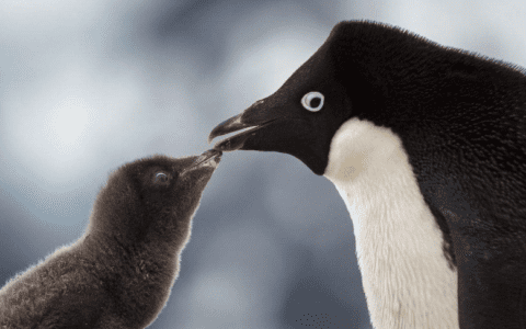 嘴对嘴教你精细化增长微信用户，提高成交转化率！