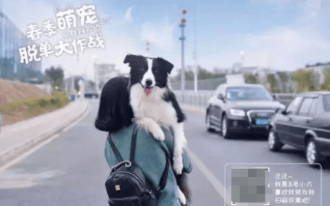 首席增长官告诉你如何0成本涨1万粉丝