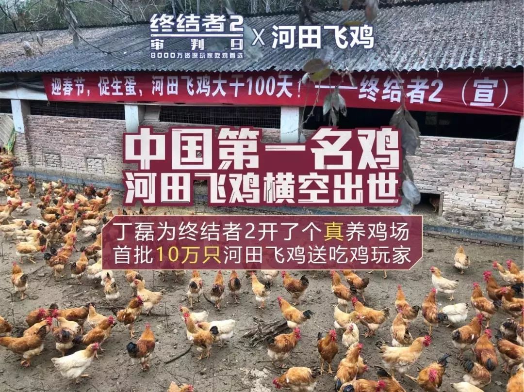 这次，丁磊终于不养猪了……养鸡！