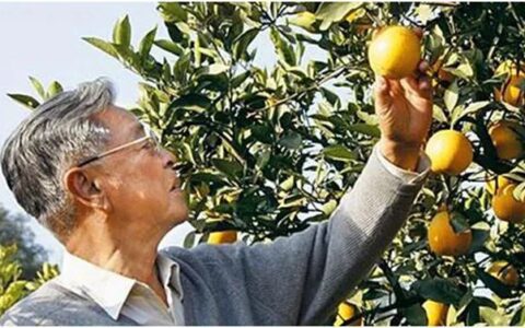 褚时健：想一锄头挖个金娃娃吗？不可能！